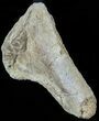 Mosasaur (Platecarpus) Rib Section Shark Tooth Marks #49343-2